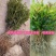桂花苗庭院阳台植物盆栽地栽花卉植物品种齐全