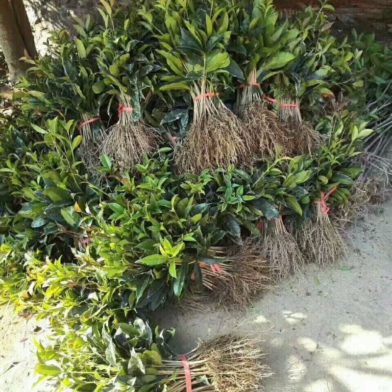 桂花苗庭院阳台植物盆栽地栽花卉植物品种齐全
