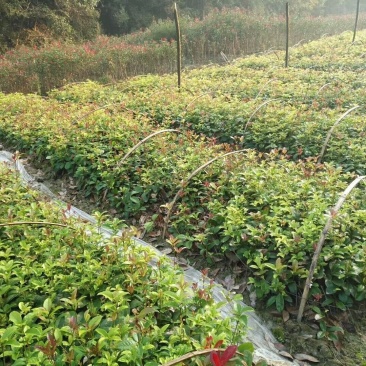 桂花苗庭院阳台植物盆栽地栽花卉植物品种齐全