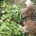桂花苗庭院阳台植物盆栽地栽花卉植物品种齐全