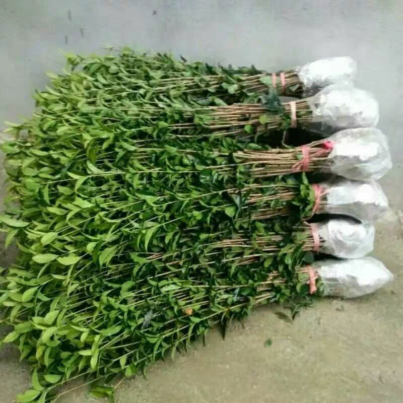 桂花苗庭院阳台植物盆栽地栽花卉植物品种齐全