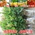 桂花苗庭院阳台植物盆栽地栽花卉植物品种齐全