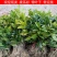 桂花苗庭院阳台植物盆栽地栽花卉植物品种齐全