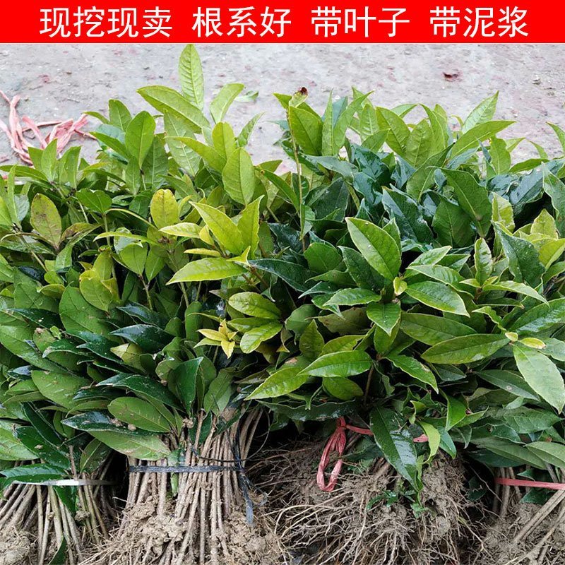 桂花苗庭院阳台植物盆栽地栽花卉植物品种齐全