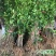 桂花实生苗庭院阳台植物盆栽地栽花卉植物品种齐全