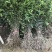 桂花实生苗庭院阳台植物盆栽地栽花卉植物品种齐全