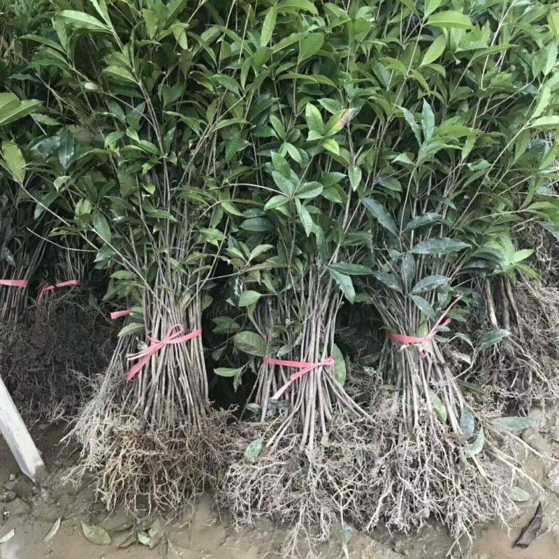 桂花实生苗庭院阳台植物盆栽地栽花卉植物品种齐全