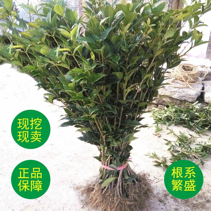 桂花实生苗庭院阳台植物盆栽地栽花卉植物品种齐全