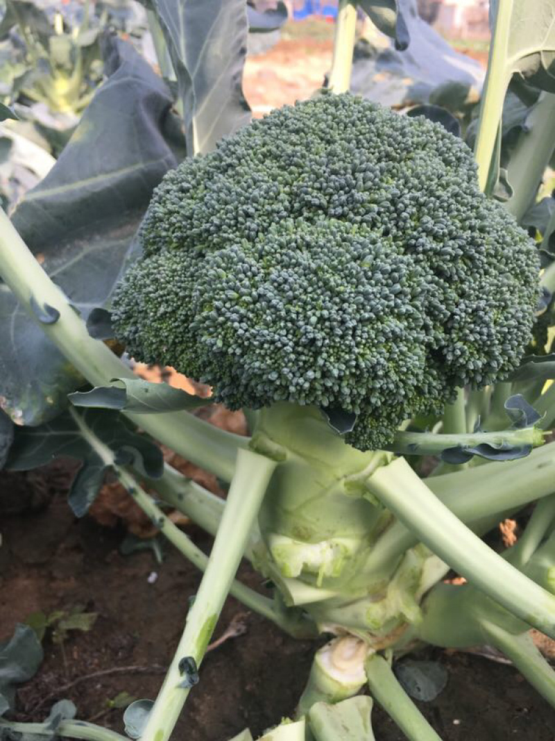 布鲁斯1801高端西兰花种子适合春秋种植球型好芽率高