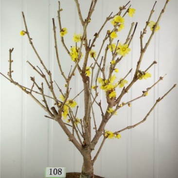 腊梅树苗嫁接腊梅花室内庭院阳台种植嫁接梅花