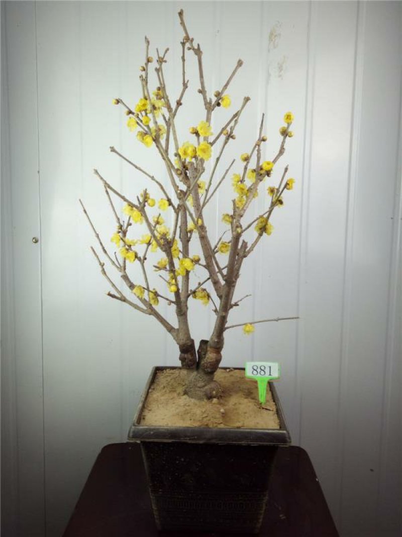 腊梅树苗嫁接腊梅花室内庭院阳台种植嫁接梅花