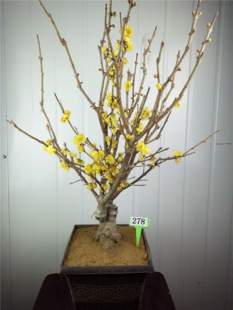 腊梅树苗嫁接腊梅花室内庭院阳台种植嫁接梅花