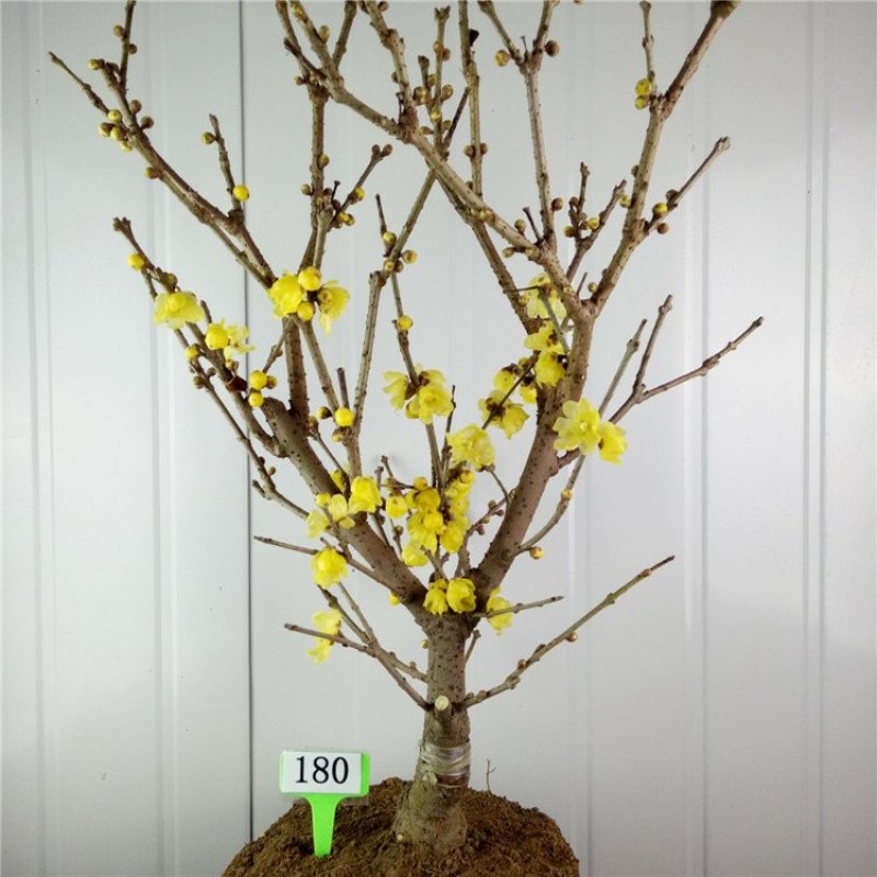 腊梅树苗嫁接腊梅花室内庭院阳台种植嫁接梅花