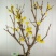 腊梅树苗嫁接腊梅花室内庭院阳台种植嫁接梅花