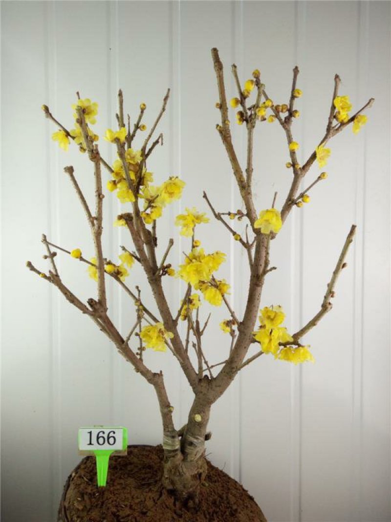 腊梅树苗嫁接腊梅花室内庭院阳台种植嫁接梅花