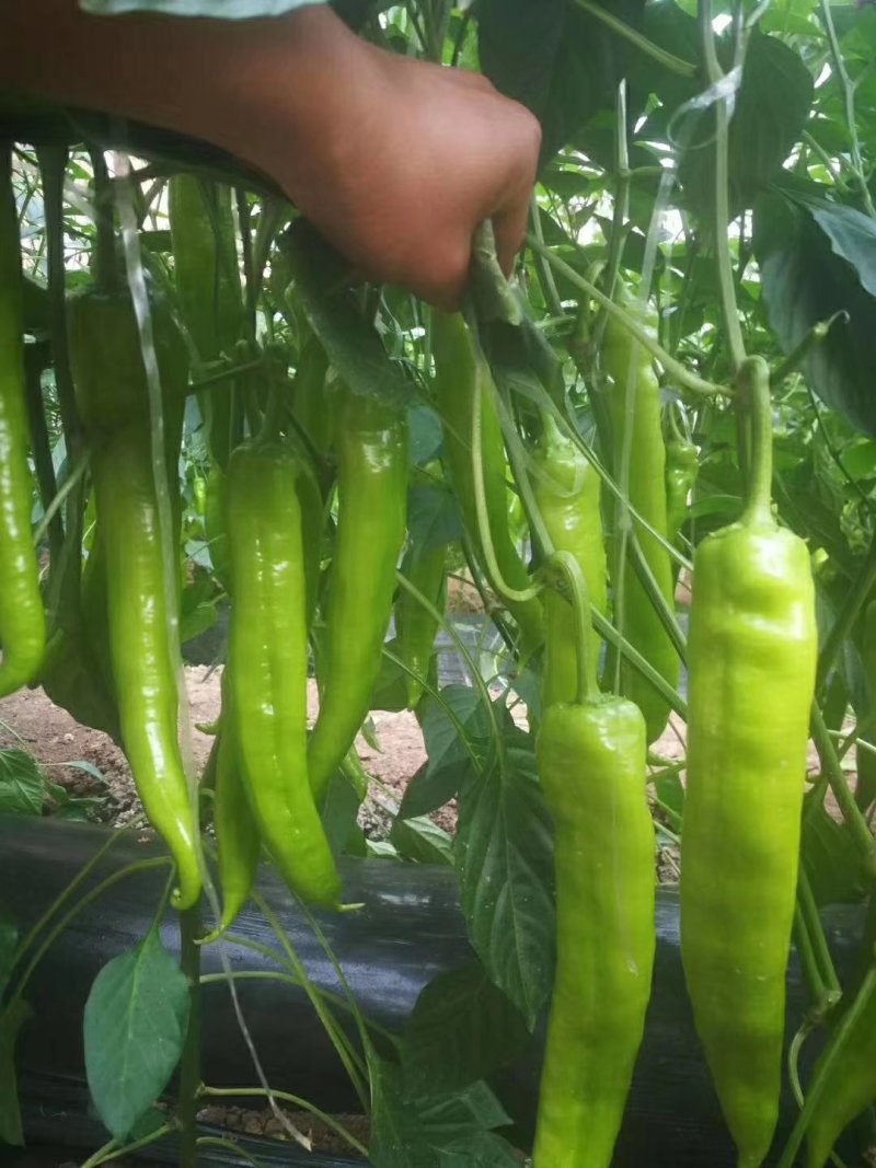 辣椒种子进口抗寒尖椒青黄皮进口抗高温高产抗病牛角羊角种子