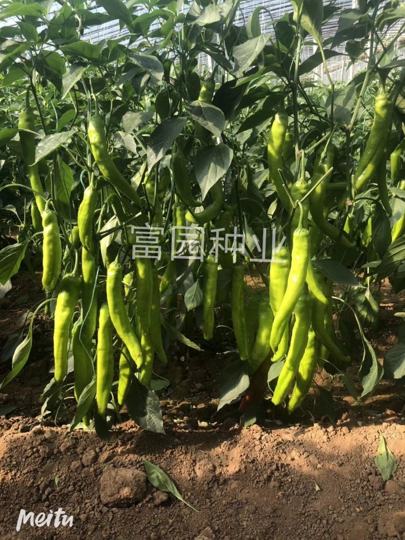 辣椒种子进口抗寒尖椒青黄皮进口抗高温高产抗病牛角羊角种子