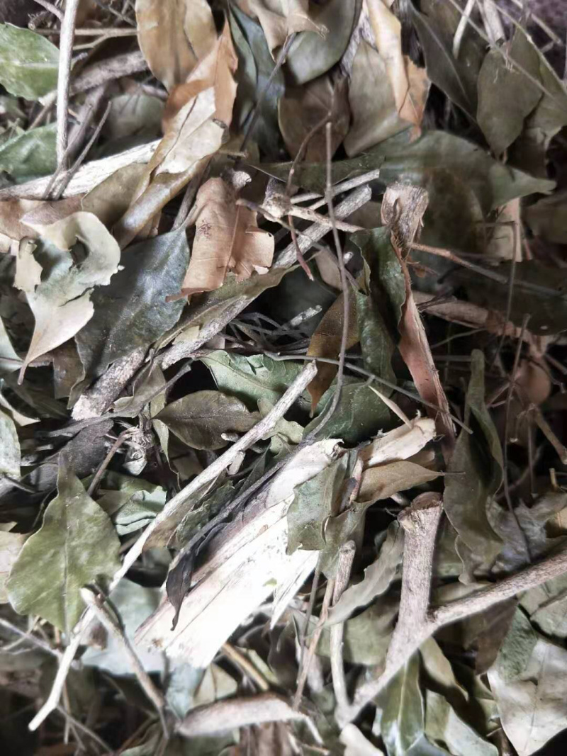 九里香【包邮】三斤起发货可批量可零售量大从优