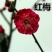 梅花红梅嫁接树苗地栽盆栽花红梅树桩规格齐全