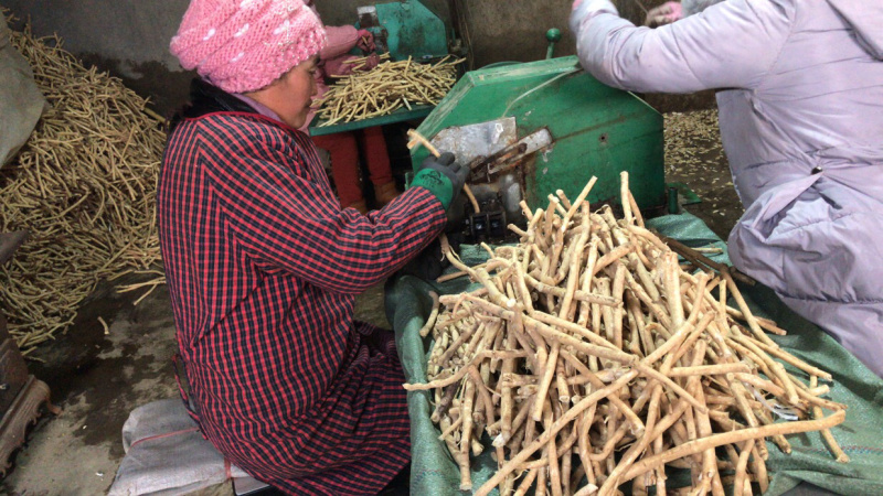 【包邮】甘肃岷县黄芪片指甲片斜片无硫新货批发零售