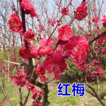 红梅树桩红梅嫁接苗庭院阳台种植盆栽地栽苗规格齐全