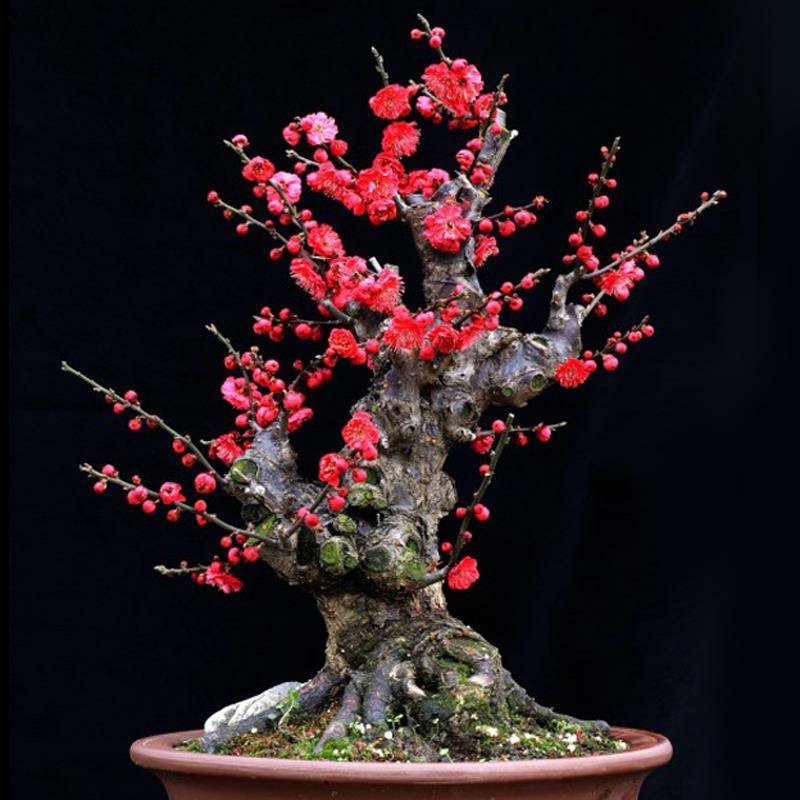 红梅树桩红梅嫁接苗庭院阳台种植盆栽地栽苗规格齐全
