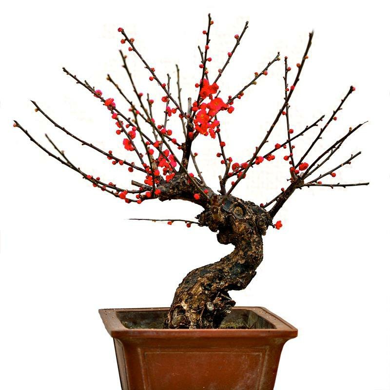 红梅树桩红梅嫁接苗庭院阳台种植盆栽地栽苗规格齐全