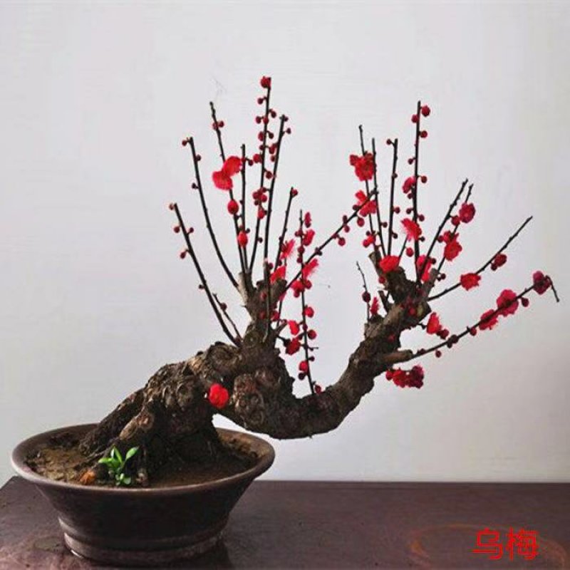 红梅树桩红梅嫁接苗庭院阳台种植盆栽地栽苗规格齐全