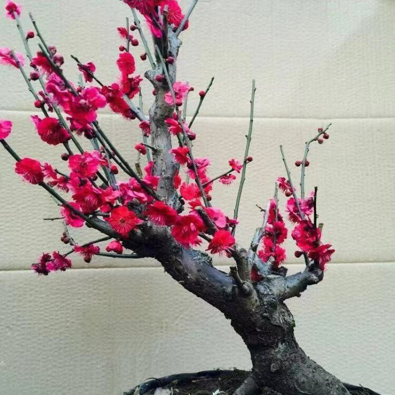 红梅树桩红梅嫁接苗庭院阳台种植盆栽地栽苗规格齐全