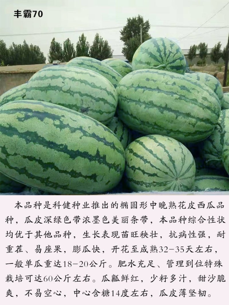 高品质西瓜种子丰霸70少籽超甜沙瓤红心花皮特大水果春季