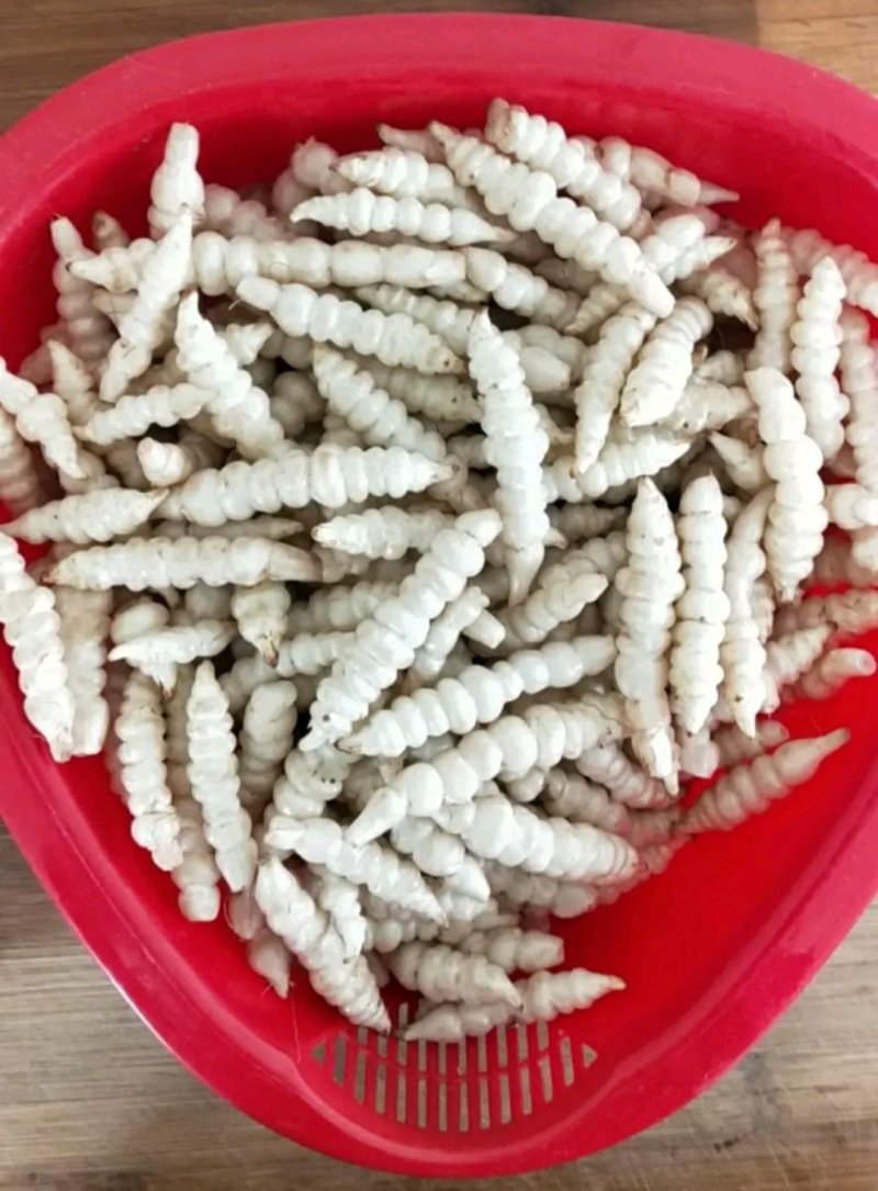 螺丝菜地环菜宝塔菜颜色白亮现挖现发基地直供