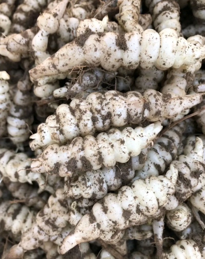 螺丝菜地环菜宝塔菜颜色白亮现挖现发基地直供