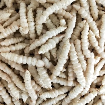 螺丝菜地环菜宝塔菜颜色白亮现挖现发基地直供