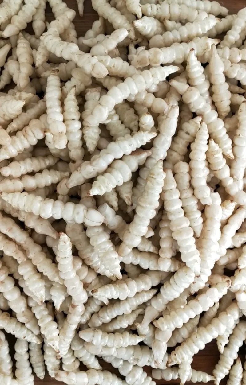 螺丝菜地环菜宝塔菜颜色白亮现挖现发基地直供