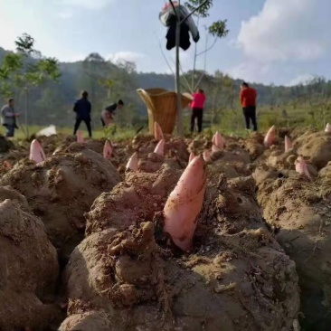 丽江魔芋商品，种子，高原无公害食品种植供应链，诚信合作，
