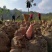 丽江魔芋商品，种子，高原无公害食品种植供应链，诚信合作，