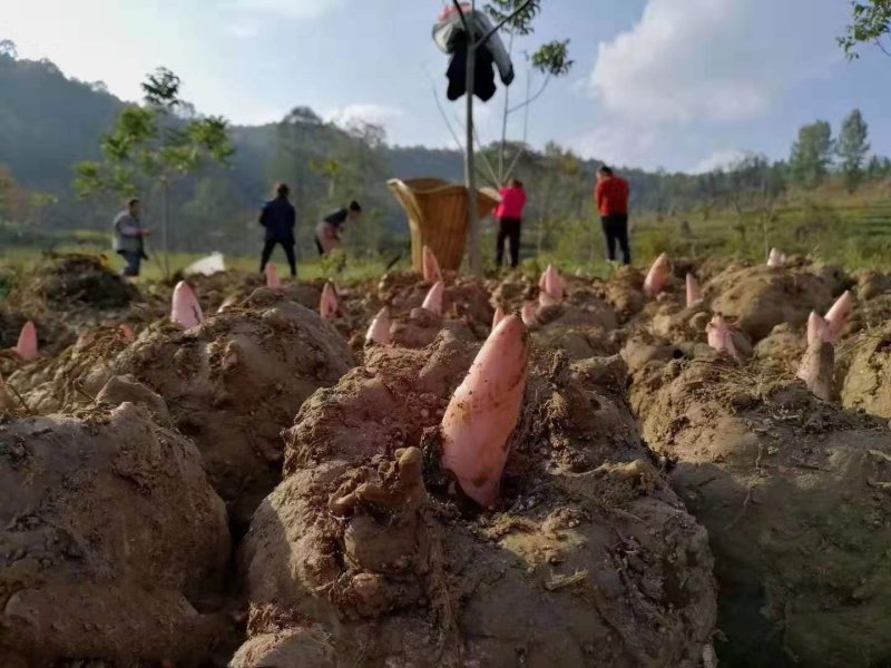 丽江魔芋商品，种子，高原无公害食品种植供应链，诚信合作，