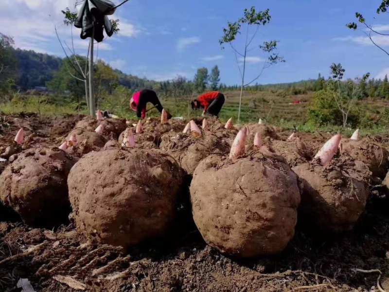 丽江魔芋商品，种子，高原无公害食品种植供应链，诚信合作，