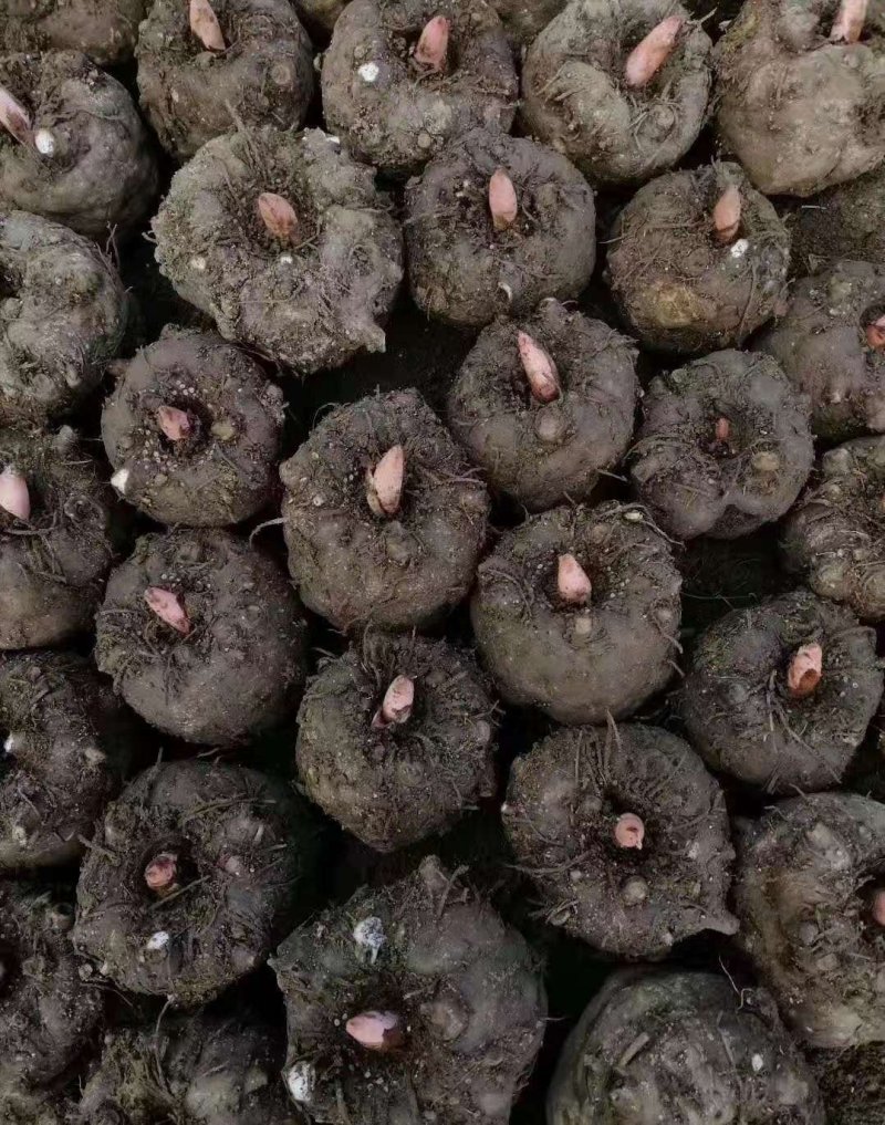 丽江魔芋商品，种子，高原无公害食品种植供应链，诚信合作，