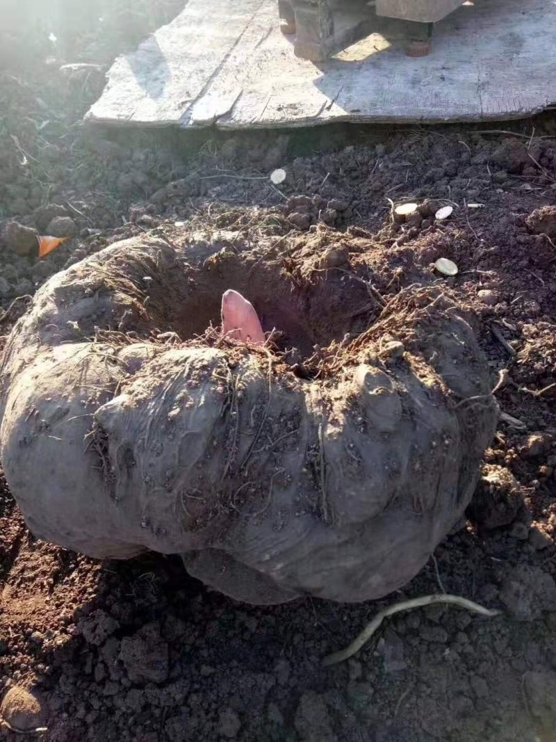 丽江魔芋商品，种子，高原无公害食品种植供应链，诚信合作，