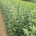 水晶富士嫁接苹果苗自家种植现挖现发包品种包成活死苗补发