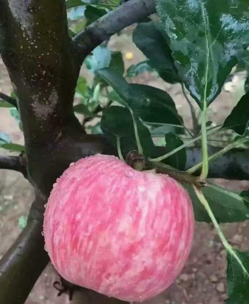 水晶富士嫁接苹果苗自家种植现挖现发包品种包成活死苗补发