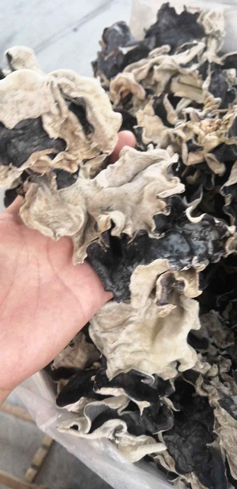 毛木耳水木耳黑木耳头荘批发直销