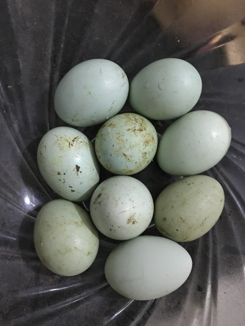 生态散养五黑一绿
