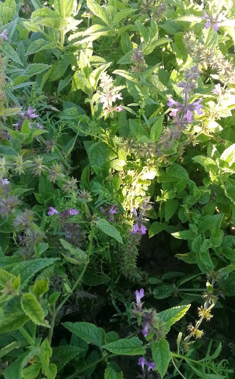 螺丝菜地环菜宝塔菜颜色白亮现挖现发基地直供