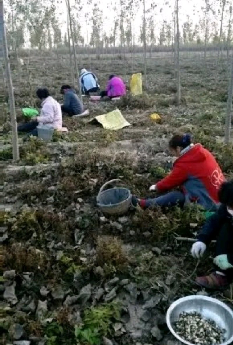 螺丝菜地环菜宝塔菜颜色白亮现挖现发基地直供