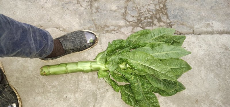 精品三青大量供应中。看货论价。量大总有你看着货