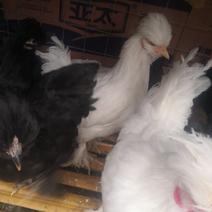 出售各种观赏鸡建锋养殖元宝鸡