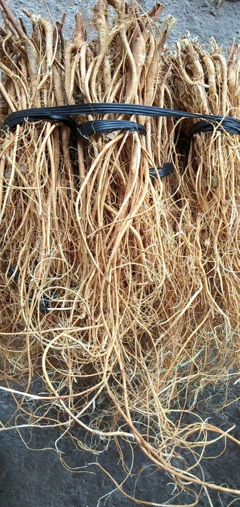 野生石参根，批发零售，质优价廉