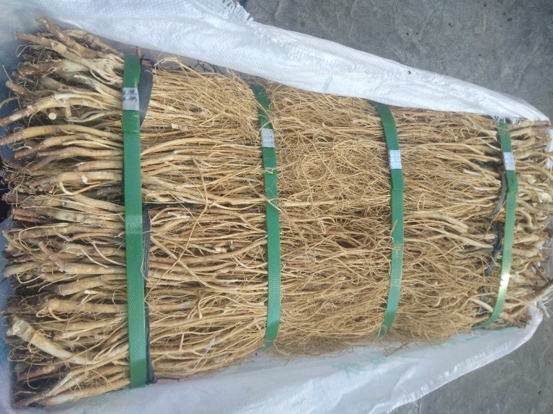 野生石参根，批发零售，质优价廉